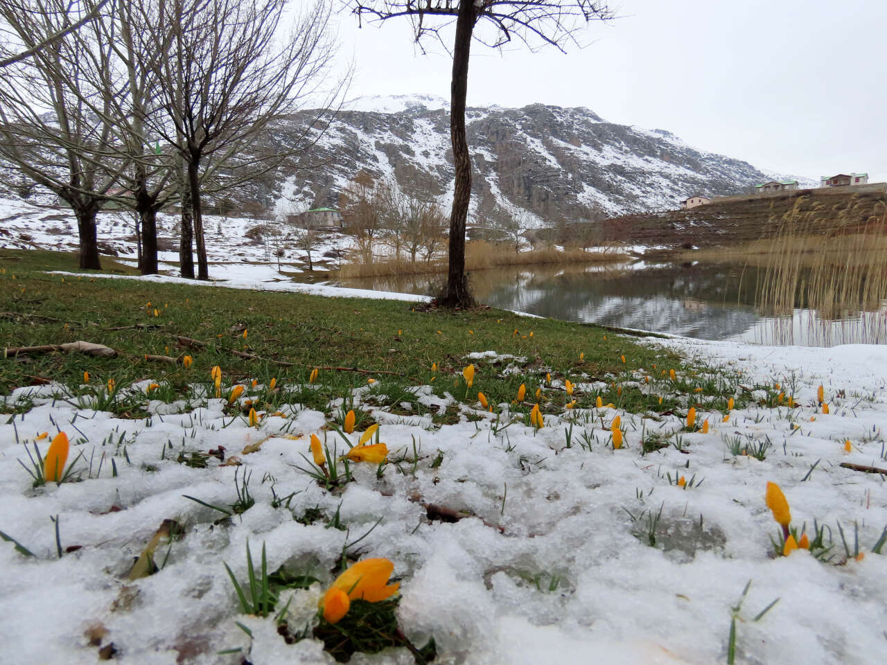 Konya’nın yükseklerinde baharın habercileri kendini gösterdi 1